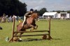 Working Hunter Pony
